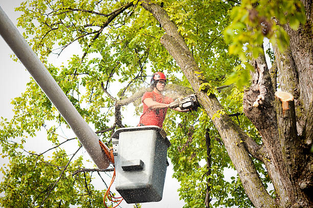 Tree Root Removal in Anza, CA